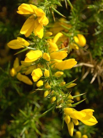 Irish Gorse Soap